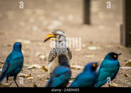 Yellow-billed hornbill and Cape glossy starlings sitting on the ground in the Kruger National Park, South Africa.