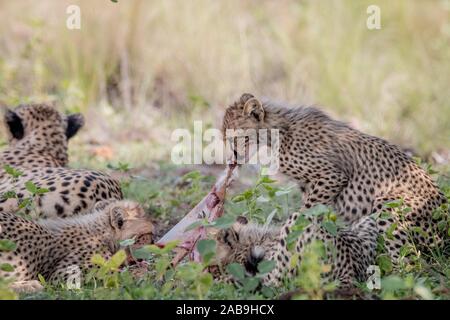 Mother Cheetah with young cubs feeding on a baby Impala lamb kill in the Welgevonden game reserve, South Africa.