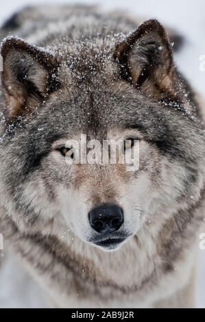 Eastern Wolves, Eastern timber wolf (Canis lupus lycaon) in winter ...