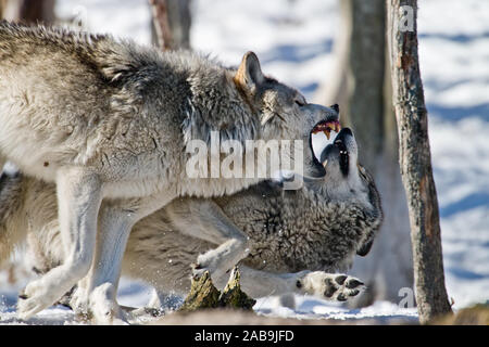 Two Eastern Gray Wolves being aggressive Stock Photo