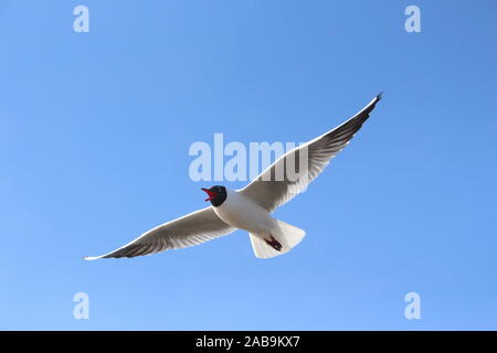 seagull flying and screaming with a bright blue sky behind Stock Photo