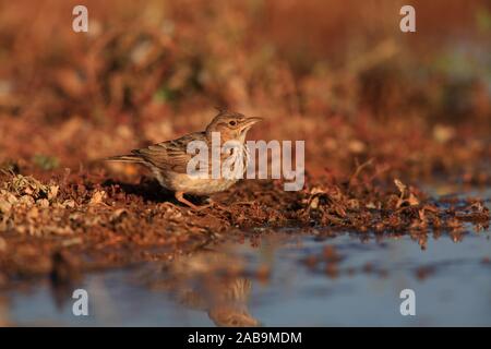 Crested lark (Galerida cristata) in Campo de Belchite. Zaragoza province. Aragon. Spain.