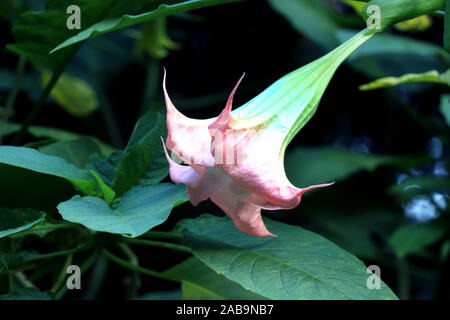 Brugmansia versicolor is a species of plant in the family Solanaceae, commonly known as “angel’s trumpets”. Brugmansia Suaveolens. Stock Photo