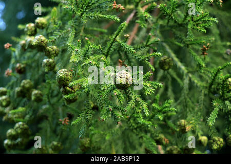 Pine branch on dark background. Close up view of Pine leaf on blurred nature background. Closeup of Norfolk pine needles and branches. Pine nuts, Stock Photo