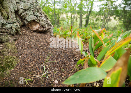 Larvae pellets of the Russian leather hermit beetle (Osmoderma barnabita) Stock Photo