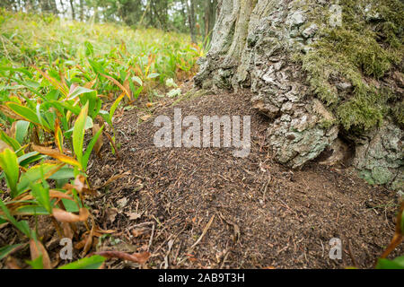 Larvae pellets of the Russian leather hermit beetle (Osmoderma barnabita) Stock Photo