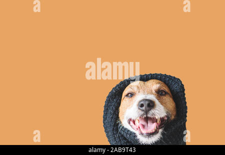 Care about your pet during winter season concept with dog in warm black scarf Stock Photo