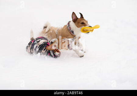 Two funny dogs dressed in warm coats playing in snow Stock Photo