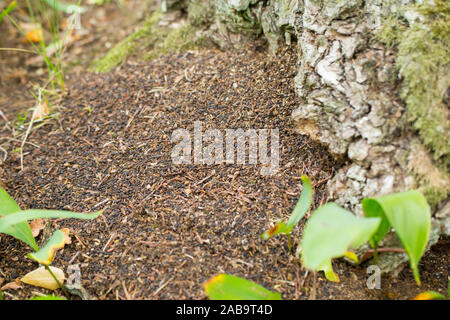 Larvae pellets of the Russian leather hermit beetle (Osmoderma barnabita) Stock Photo