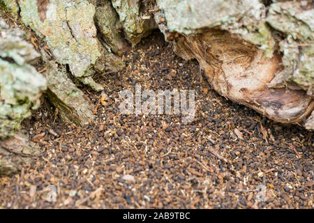 Larvae pellets of the Russian leather hermit beetle (Osmoderma barnabita) Stock Photo