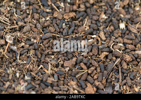 Larvae pellets of the Russian leather hermit beetle (Osmoderma barnabita) Stock Photo