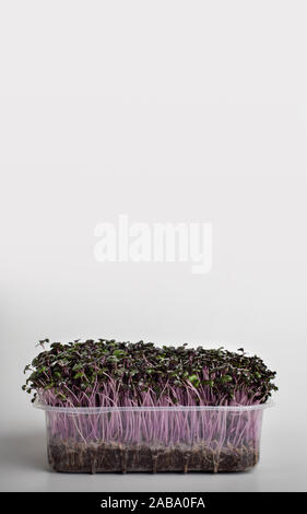 Red seedling in wet soil inside plastic box on white Stock Photo