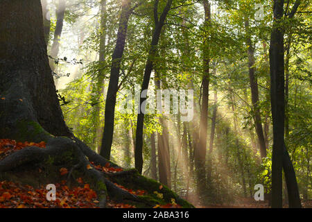 Sun rays appearing beside a beech tree in a forest after a rain shower in autumn Stock Photo