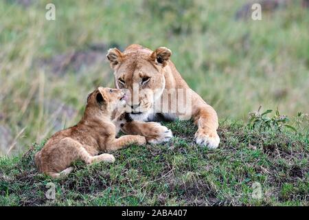 Lion cub (Panthera leo) greeting and licking mother, Masai Mara National Reserve, Kenya.