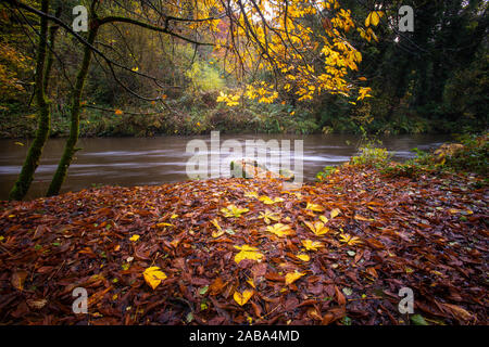 River Cusher runs through autumn woodland in Tandragee Co. Armagh Stock Photo