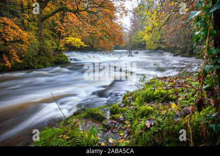 River Cusher runs through autumn woodland in Tandragee Co. Armagh Stock Photo