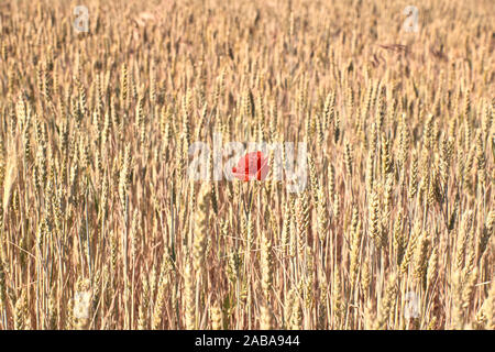Red poppy flower blooming in wheat field Stock Photo