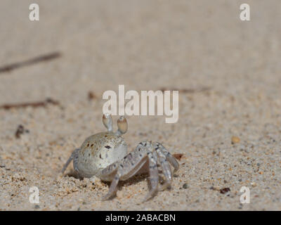 A crab on beach of Indian Ocean in Mauritius Stock Photo
