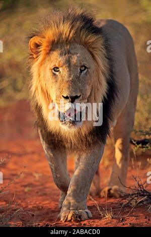 Kalahari lion (Panthera leo vernayi), adult, male, walking, frontal, portrait, Tswalu Game Reserve, Kalahari, North Cape, South Africa Stock Photo