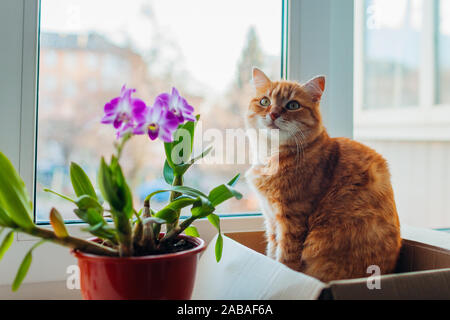 Ginger cat sitting in carton box on window sill at home. Pet relaxing by plants Stock Photo