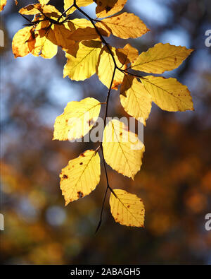 Backlit Beech leaves (Fagus sylvatica) in vibrant Autumn colours Stock Photo