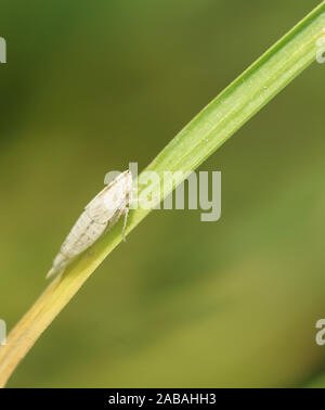 Zwergzikade - Cicadellidae - dwarf cicadas Stock Photo
