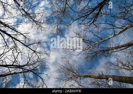 Sky Looking Up Through Autumn Trees Stock Photo