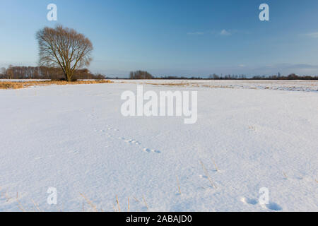 Large tree in snow meadow, winter view Stock Photo