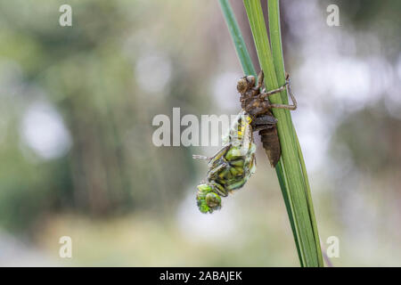 Broad Bodied Chaser Dragonfly; Libellula depressa; Emergence; UK Stock Photo