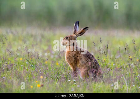 Brown Hare; Lepus europaeus; UK Stock Photo