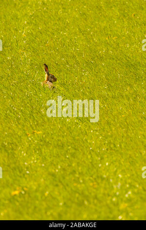 Brown hare (Lepus capensis), adult, peering out of long grass in a meadow at Watership Down in Hampshire. April. Stock Photo