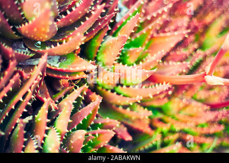 succulents as background, green and purple colors, Stock Photo