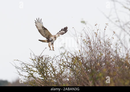 Rough-legged Buzzard (Buteo lagopus) Stock Photo