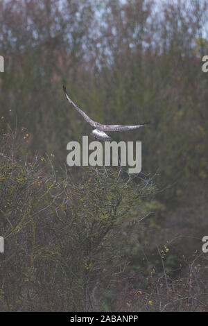 Rough-legged Buzzard (Buteo lagopus) Stock Photo
