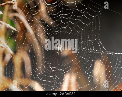 Spider in the centre of a web covered with tiny water droplets Stock Photo
