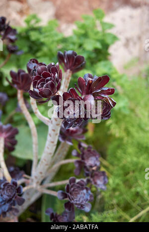 fresh rosettes of Aeonium arboreum atropurpureum succuent plant Stock Photo