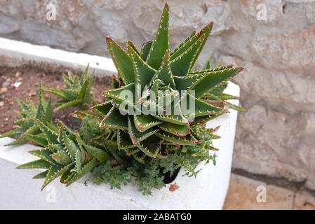 Aloe perfoliata plants in a flower pot Stock Photo