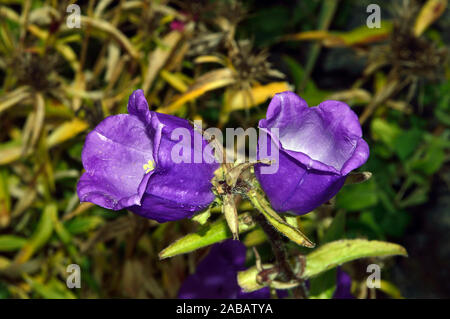 Campanula medium (Canterbury bells) was originally found in southern Europe usually on stony, rocky and bushy slopes. Stock Photo