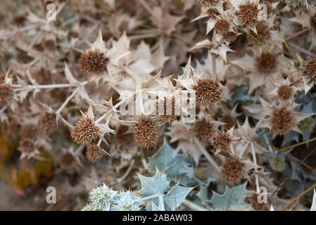 Eryngium maritimum in bloom Stock Photo