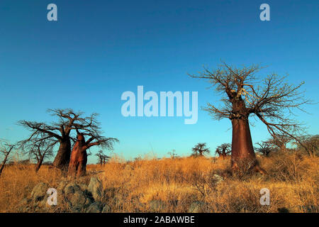 Baobab / Affenbrotbaum Stock Photo