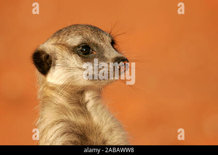 �����峾ä�ԲԳ����� - Portraet Stock Photo