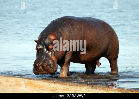 Nilpferd im Chobe National Park in Botswana Stock Photo