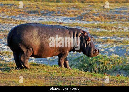 Nilpferd im Chobe National Park in Botswana Stock Photo