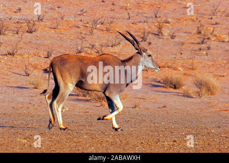Eland - Antilopenart Stock Photo