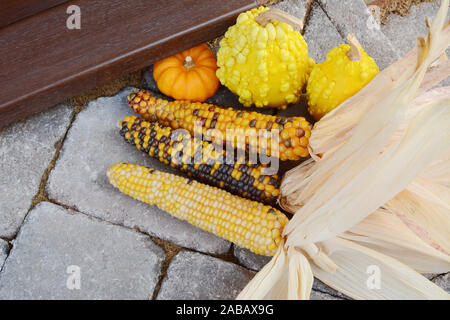 Three cobs of ornamental corn and yellow and orange decorative gourds on a front doorstep at Thanksgiving Stock Photo