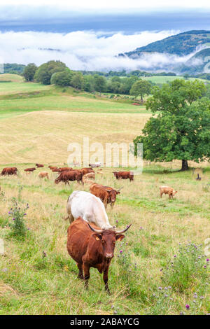 cow in central Burgundy, France Stock Photo