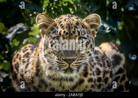 Amur Leopard Portrait Stock Photo