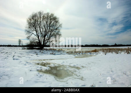 Large tree on a snowy meadow Stock Photo