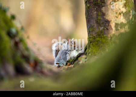 Grey Squirrel; Sciurus carolinensis; in Woodland; UK Stock Photo