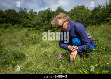 Military Orchid; Orchis militaris; Homefield Wood; Buckinghamshire; UK Stock Photo
